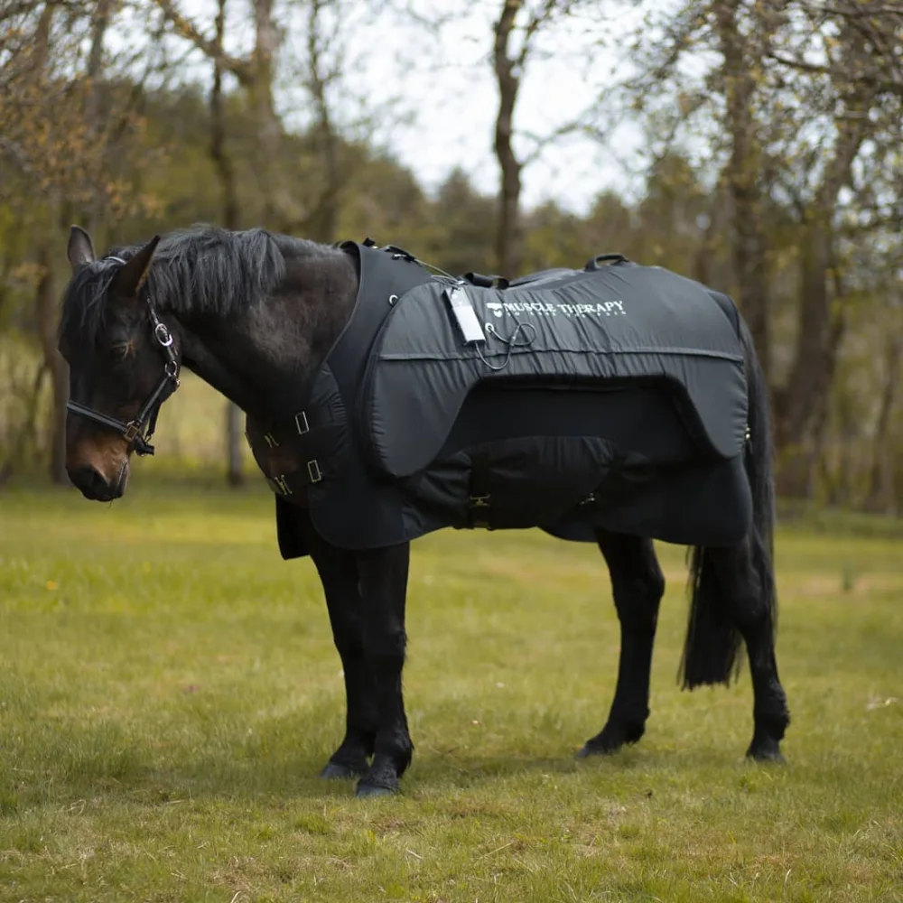 Dunkles Pferd auf der Weide mit angelegter Massagedecke