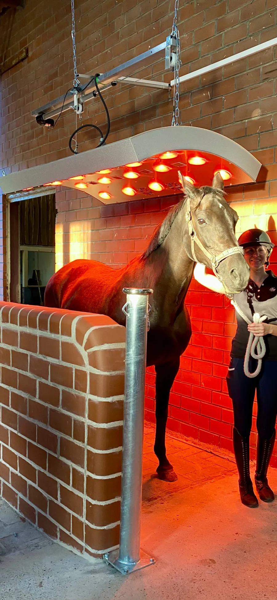 Ein dunkelbraunes Pferd unter dem eingeschalteten Solarium in einem Backsteinstall, daneben eine Reiterin mit Helm, die es am Strick hält.